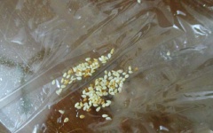 Bánh phu thê gấc chín, để nguội, lấy ra khỏi khuôn. Rắc ít mè trắng rang thơm vào túi nilon, cho bánh vào, gói lại.