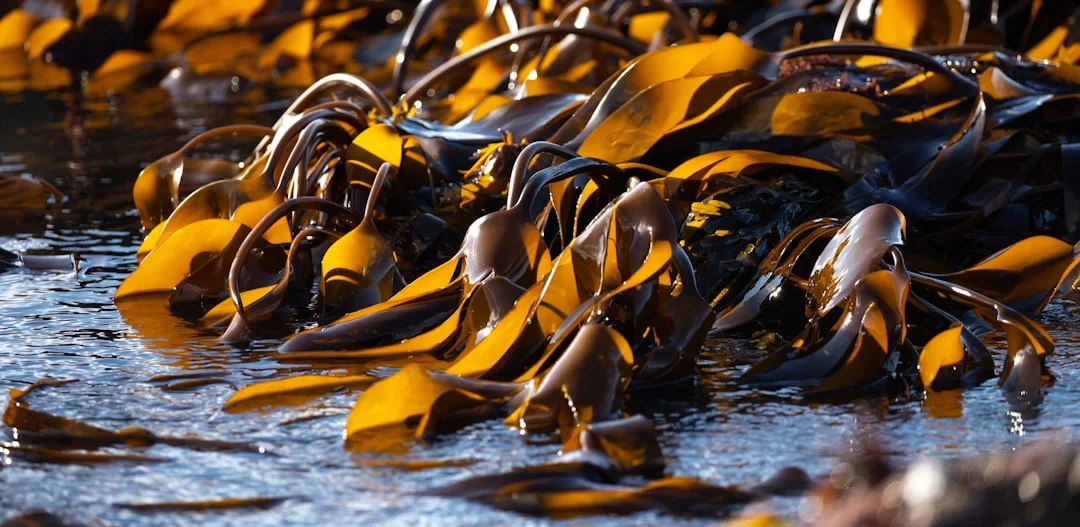 How Does Fermentation Make Seaweed Healthier?