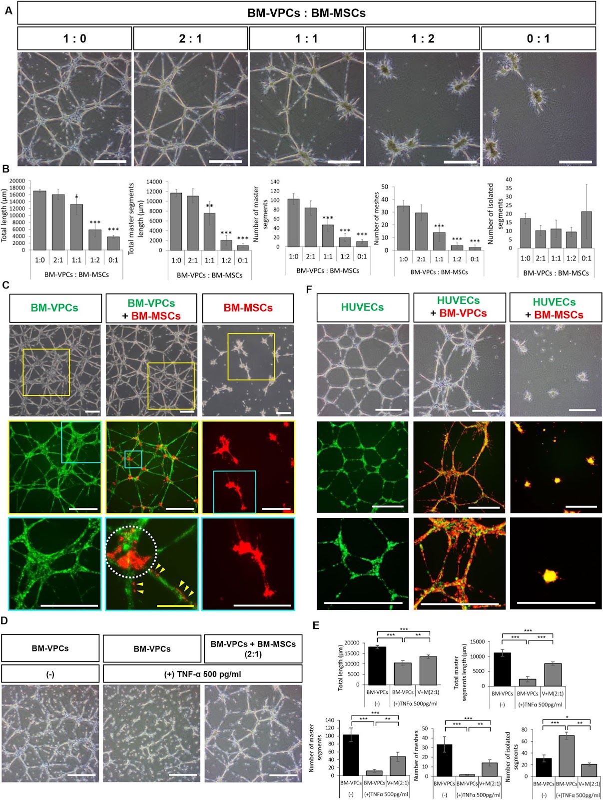 Identification of CD141+ vasculogenic precursor cells from human bone marrow and their endothelial engagement in the arteriogenesis by co-transplantation with mesenchymal stem cells