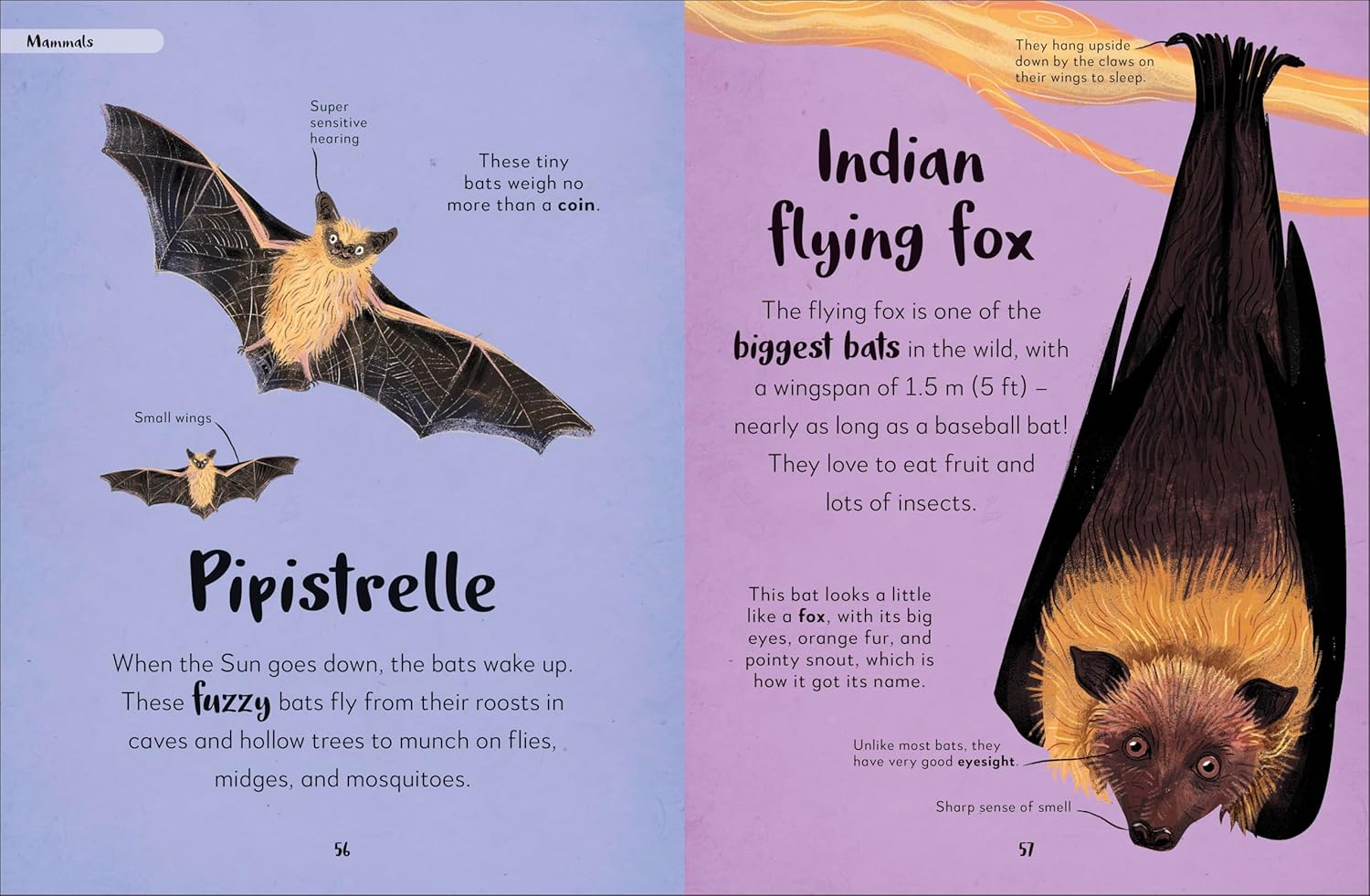 The Bedtime Book of Nighttime Animals - thumbnail 3