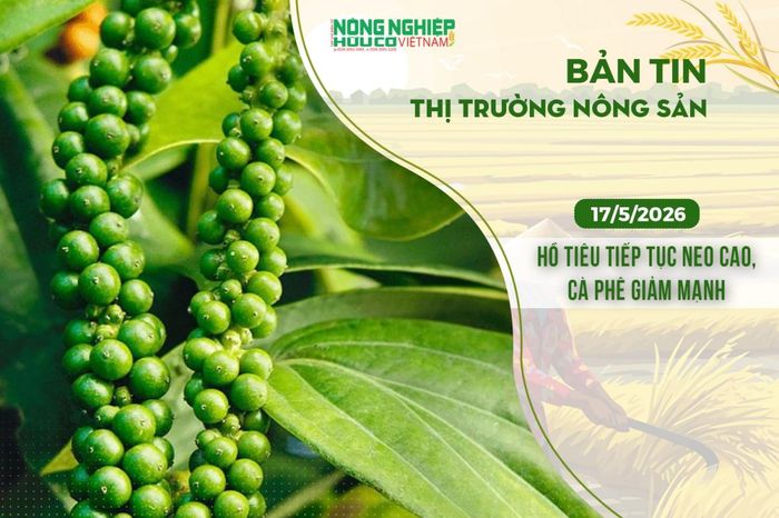 Thị trường nông sản 17/5/2026: Hồ tiêu tiếp tục neo cao, cà phê giảm mạnh - Nông nghiệp Hữu cơ Việt Nam