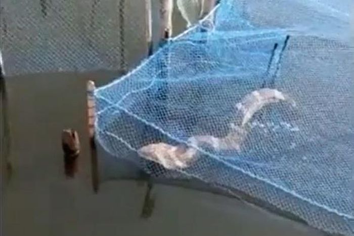 Đi kéo lưới, người đánh cá bắt gặp cảnh tượng nổi da gà - Tạp chí Người Đưa Tin