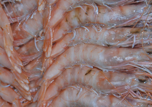  Gamba Blanca Huelva
