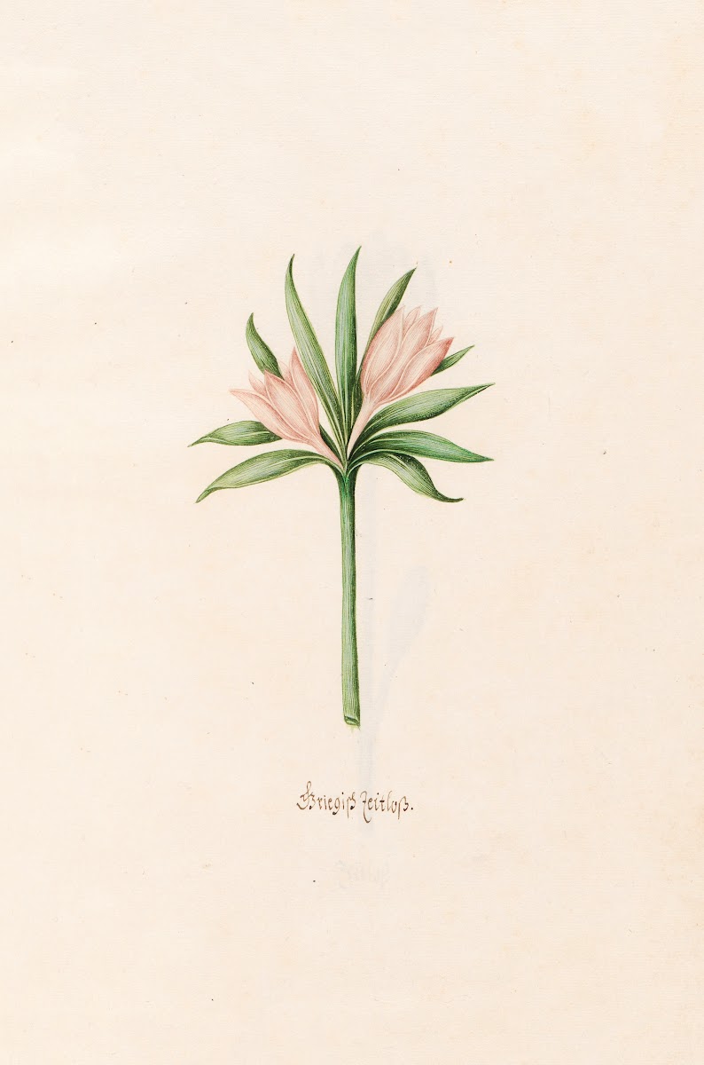 Griegish Zeitloss 1692