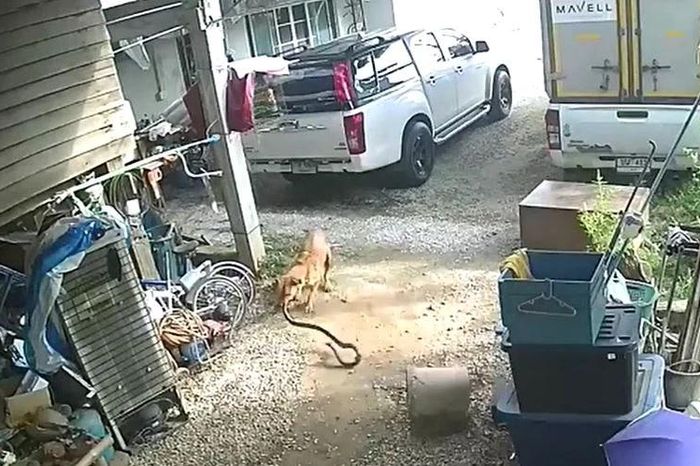 Rắn trườn tới cửa, chó nhà lao ra hạ gục trong chớp mắt - Tạp chí Doanh Nghiệp Việt Nam