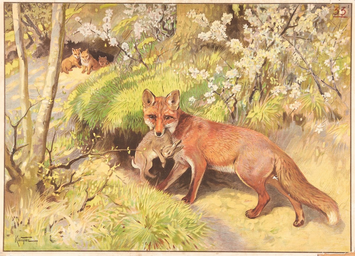 Ræv 1906