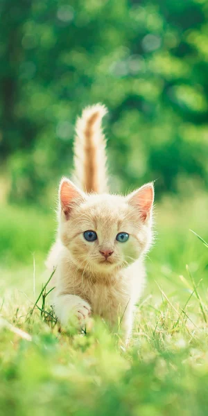 Cute Kitten Full HD iPhone Wallpaper Background