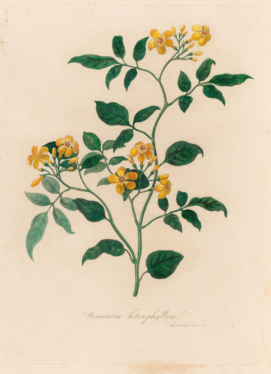 Jasminum heterophyllum 1818 1824
