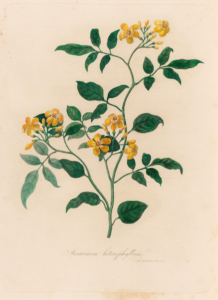 Jasminum heterophyllum 1818 1824