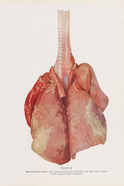Plate I Frontispiece Broncho pneumonia and fibrino purulent pleurisy in a dog 8