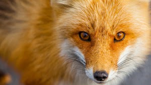 Fox Face Wallpaper