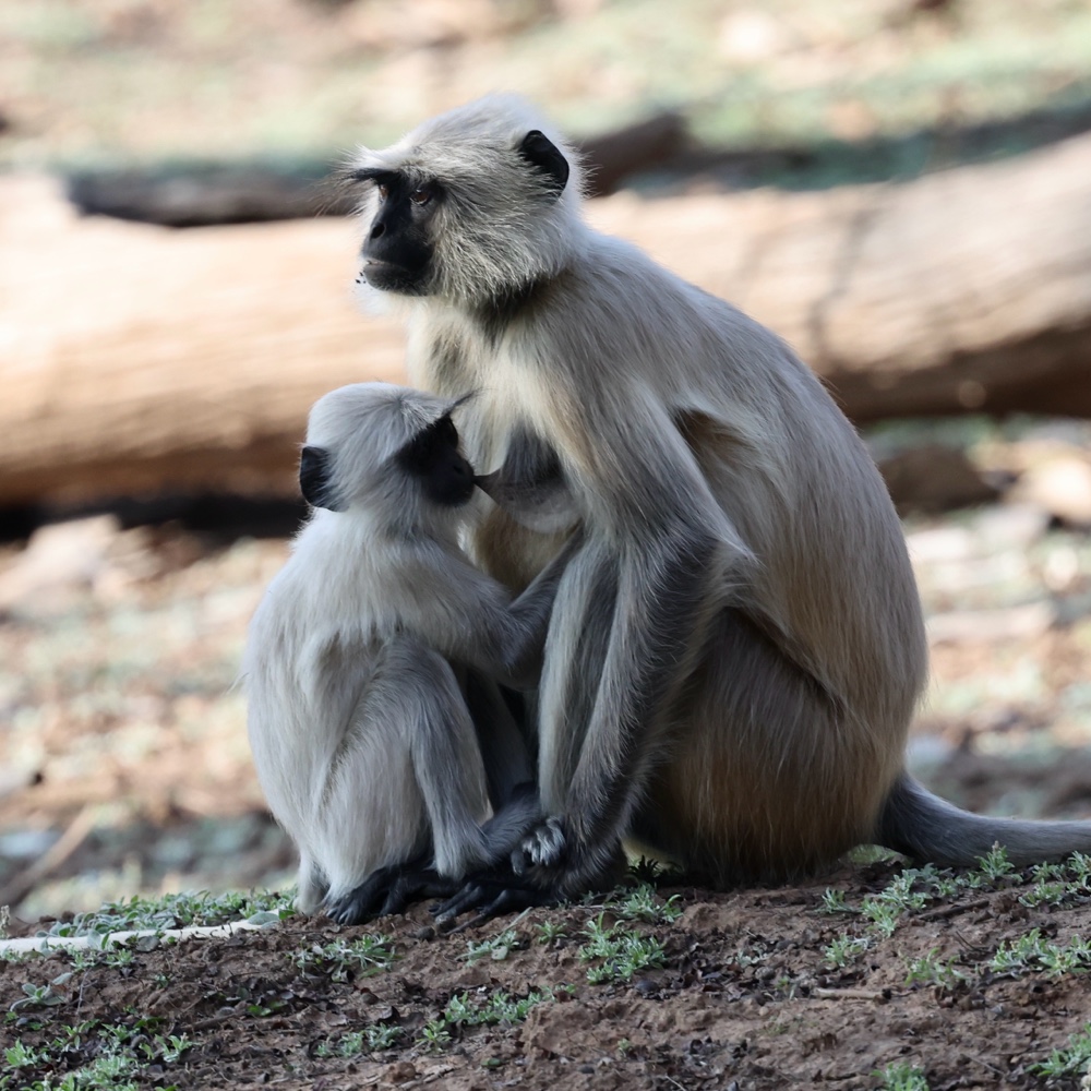 Gray langur (Hanuman langur) with infant