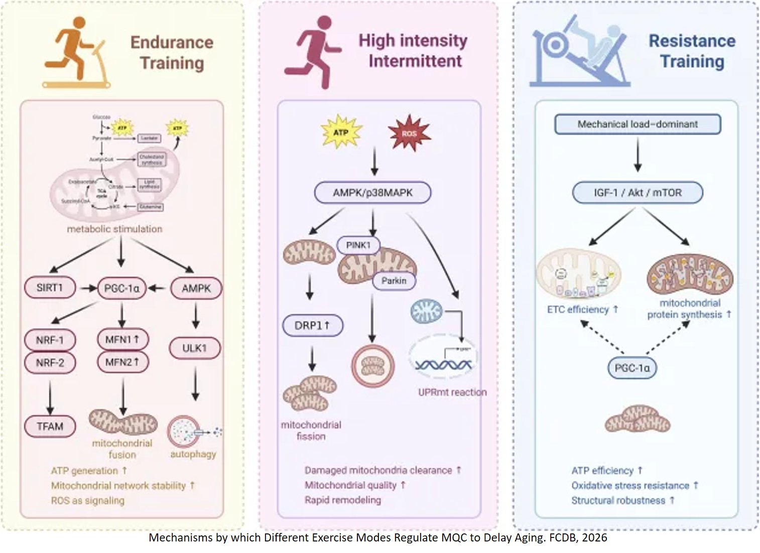 Exercise-mediated mitochondrial quality control remodeling in aging