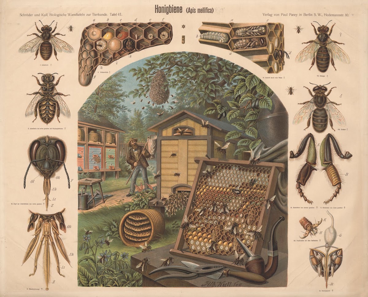 Honeybee Apis mellifica