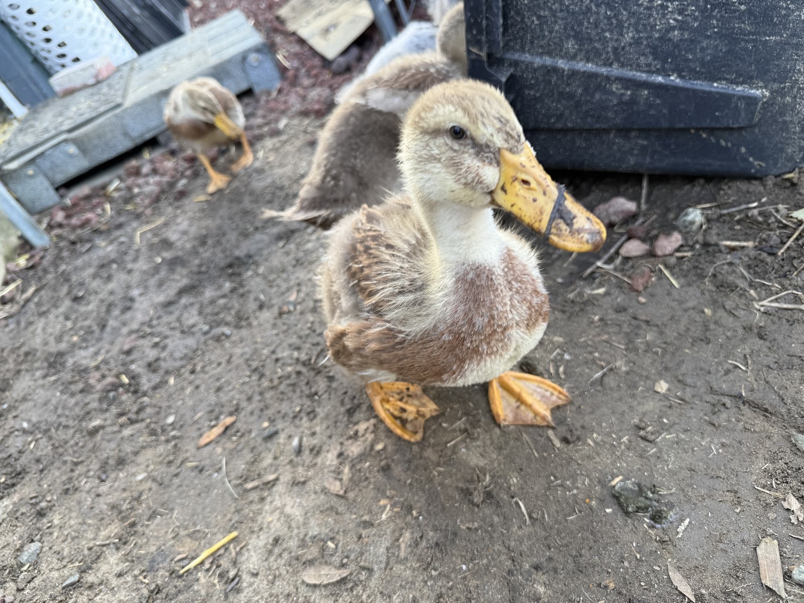 Golden Cascade Duckling