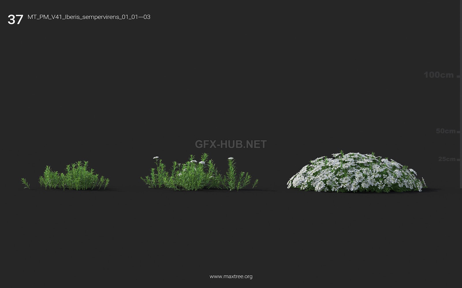 Maxtree - Plant Models Vol.41