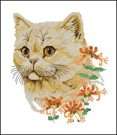 CMP 400789 Yellow Eyed Cat