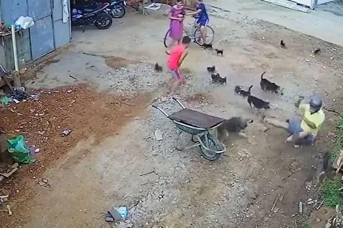 Người đàn ông hoảng loạn khi bị 4 con chó dữ lao vào tấn công giữa đường - Tạp chí Doanh Nghiệp Việt Nam