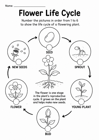 Flower Life Cycle Worksheet