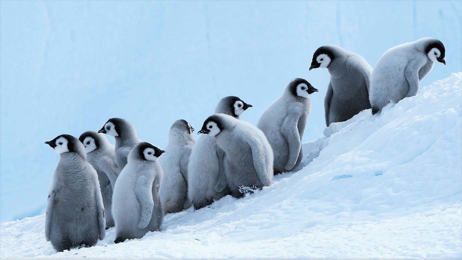 Penguins Wallpaper