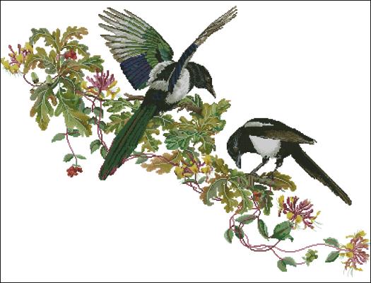 CMP 360100 Magpies