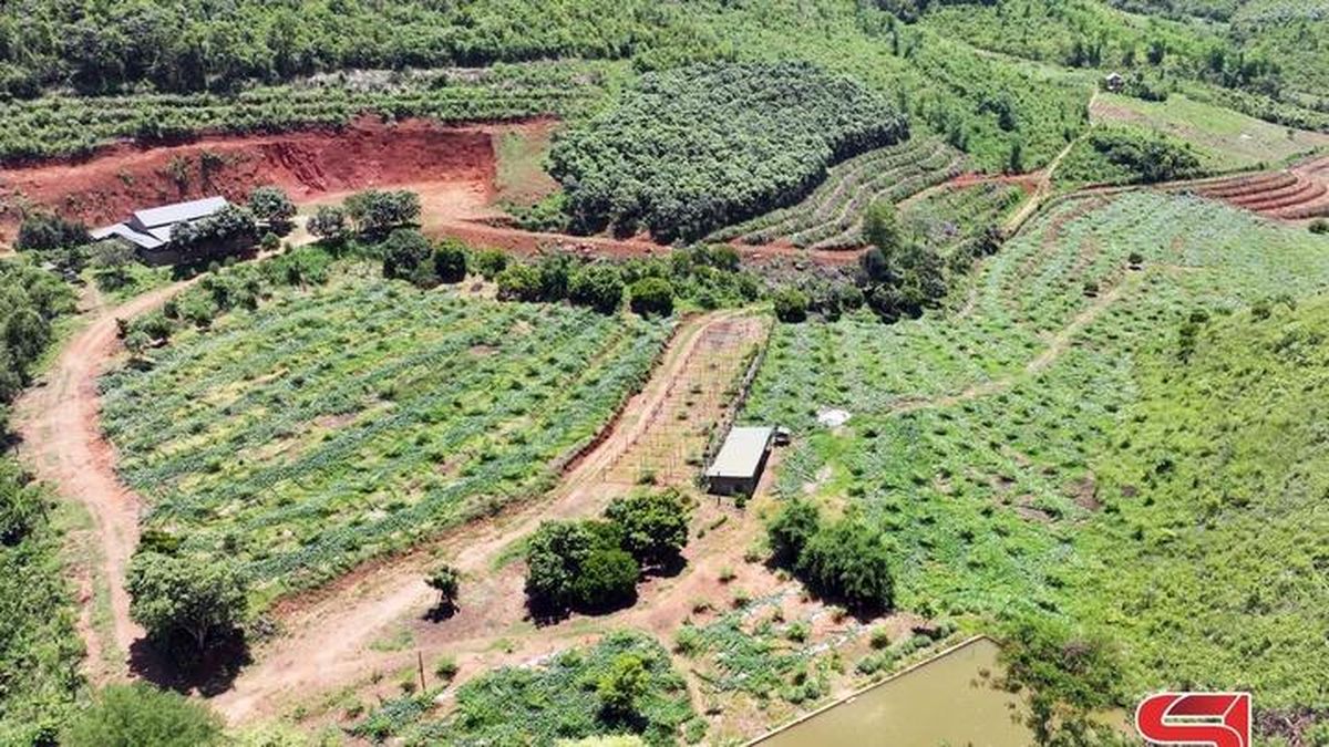 Phát huy hiệu quả mô hình HTX ở Xuân Nha - Báo Sơn La