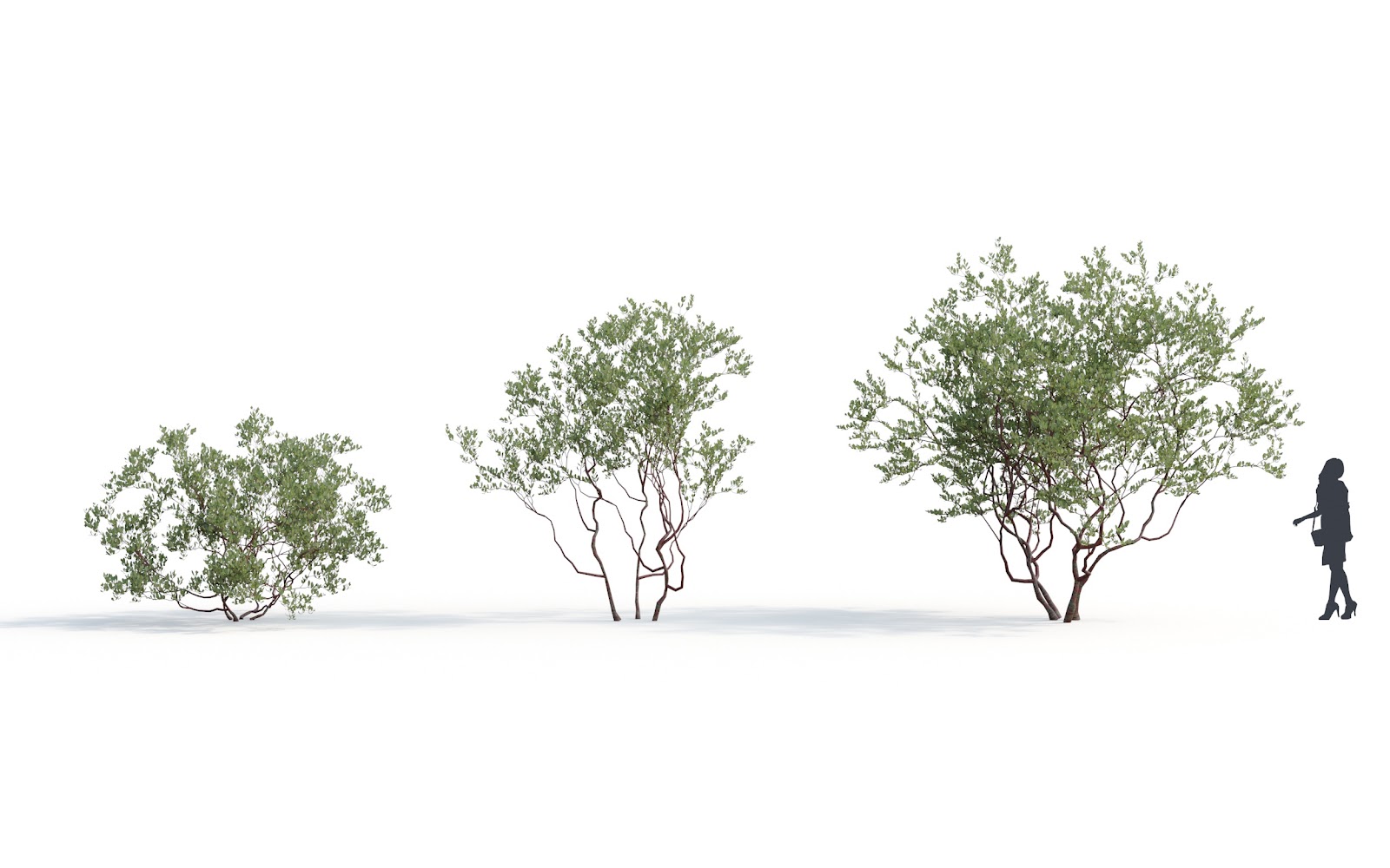 Maxtree - Plant Models Vol.6
