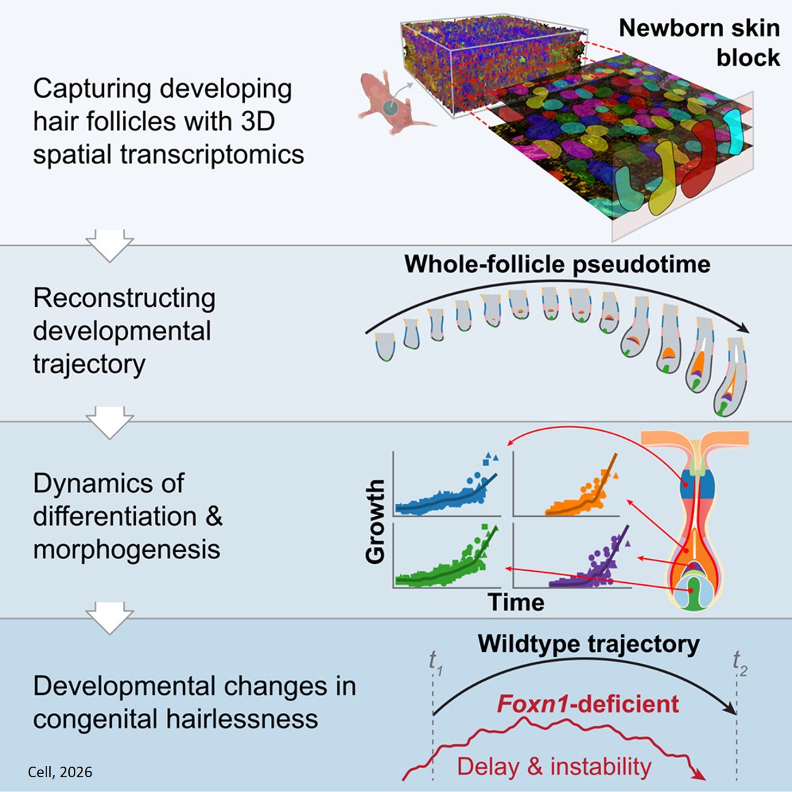 4D map of the hair follicle organogenesis