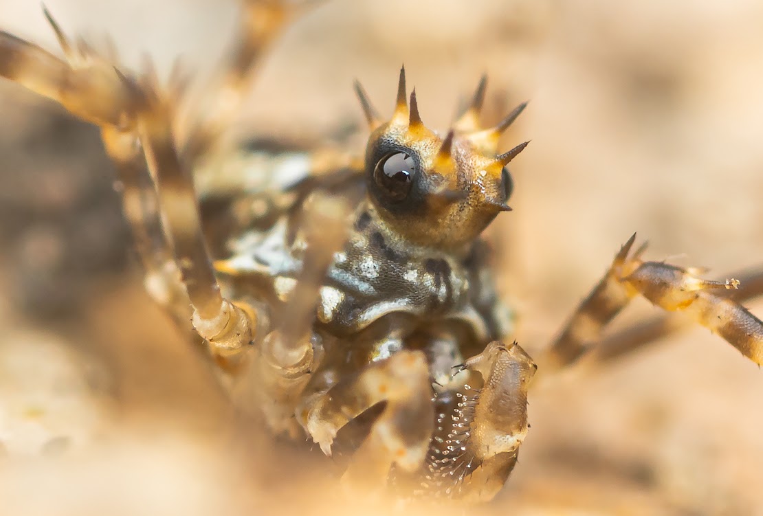 Megabunus diadema