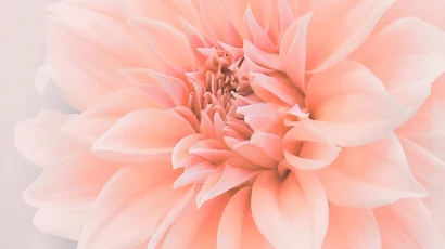 Flowers, Pink, Jindai Botanical Gardens, Floral Design, Flowering Plant 2K iPhone Wallpaper Background