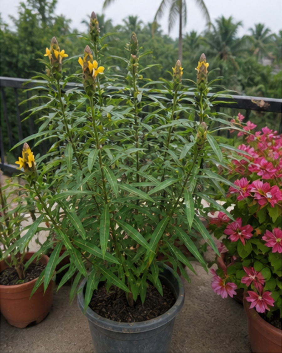 Barleria Lupulina Medicinal Plant — view 3
