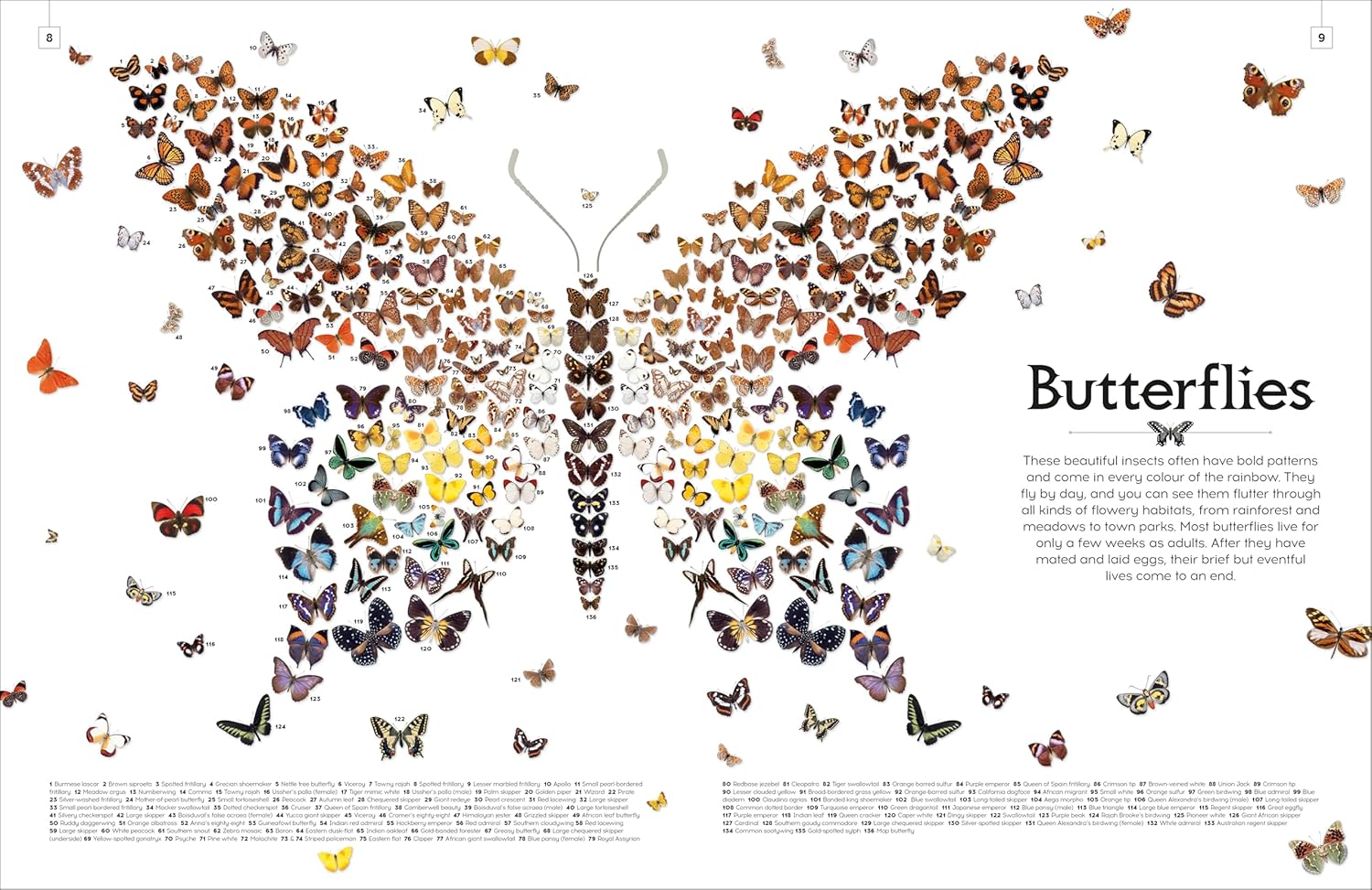 Shapes of Nature — gambar 2