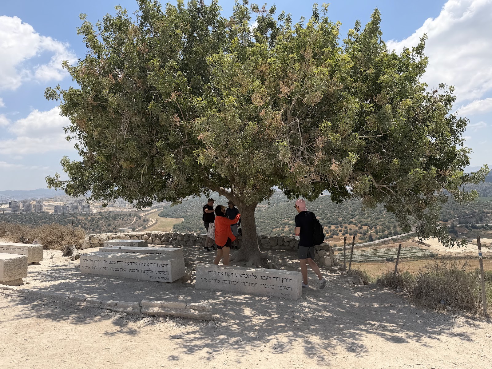 עץ האלה הגדול בפסגת תל עזקה וספסלי אבן עם פסוקים חקוקים
