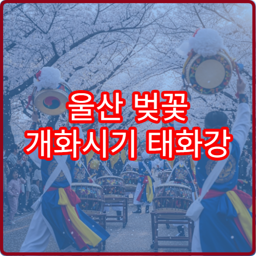 울산 벚꽃 개화시기 태화강 벚꽃 언제 피는지 정리