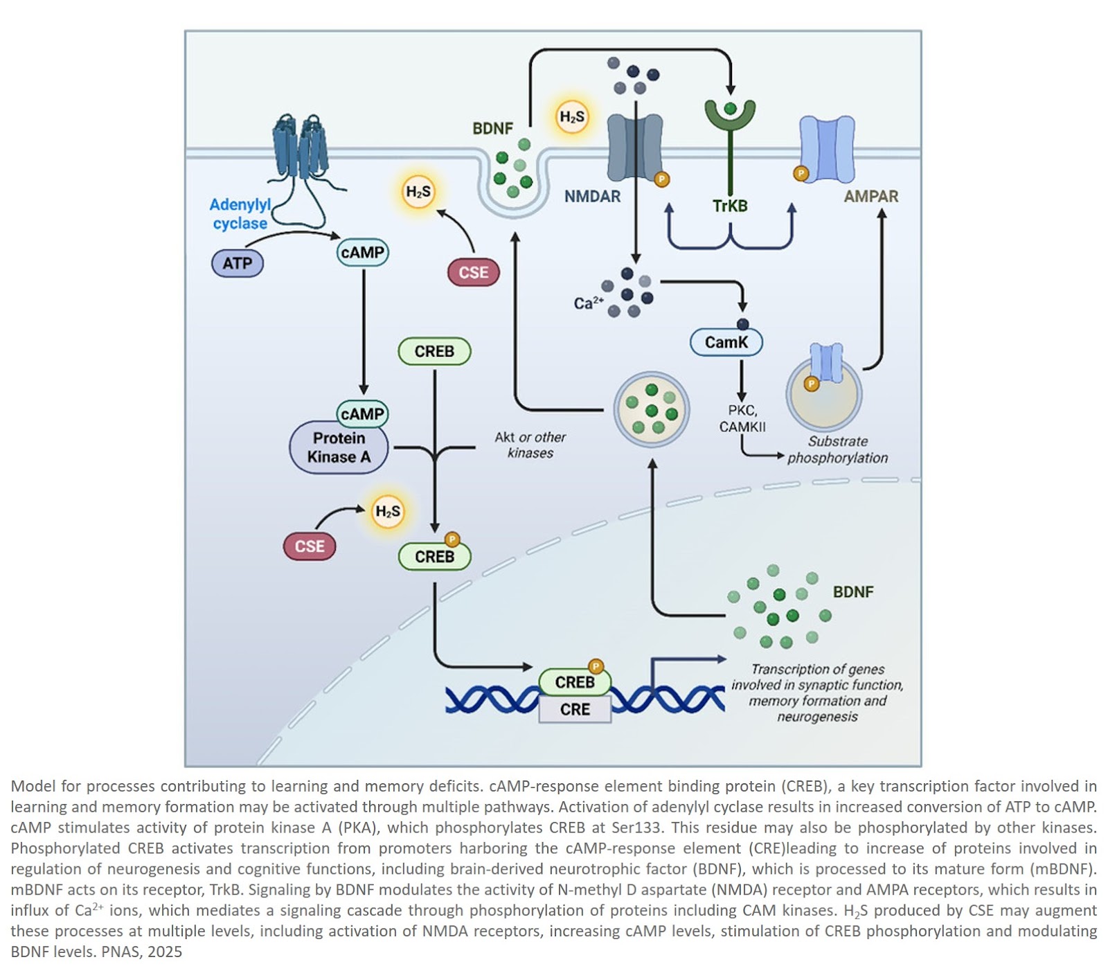 Cystathionine γ-lyase is a major regulator of cognitive function through neurotrophin signaling and neurogenesis