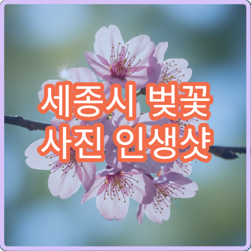 세종시 벚꽃 사진 인생샷 새벽 황금 시간 찍기 팁