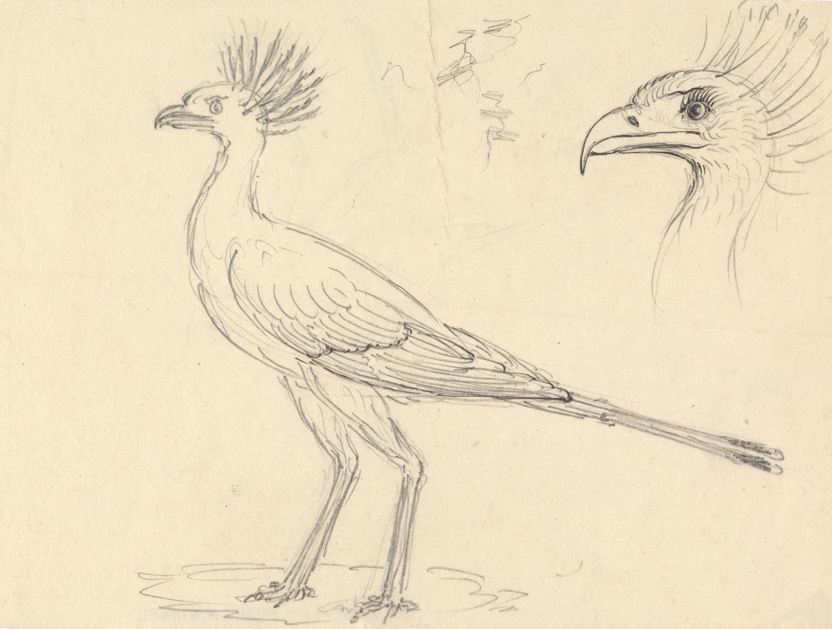 Secretary Bird