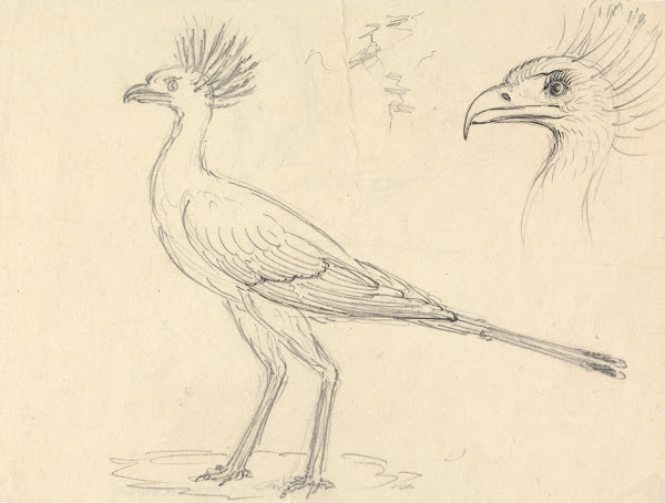 Secretary Bird