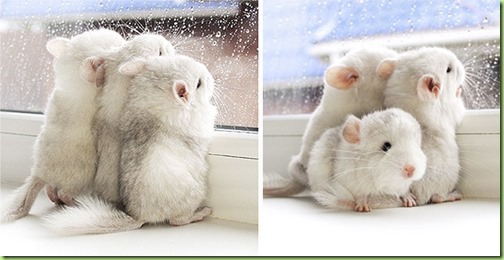 cute-baby-chinchillas-119-586cff70a4c5b__700