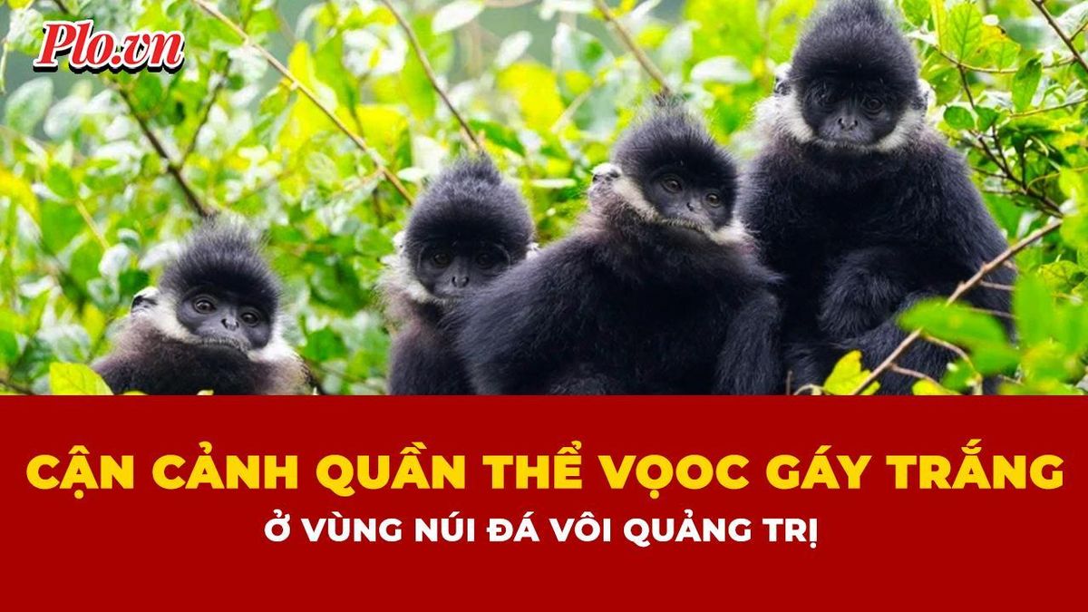 Ngắm đàn voọc gáy trắng quý hiếm hơn 200 con ở vùng núi đá vôi Quảng Trị - Báo Pháp Luật TP.HCM