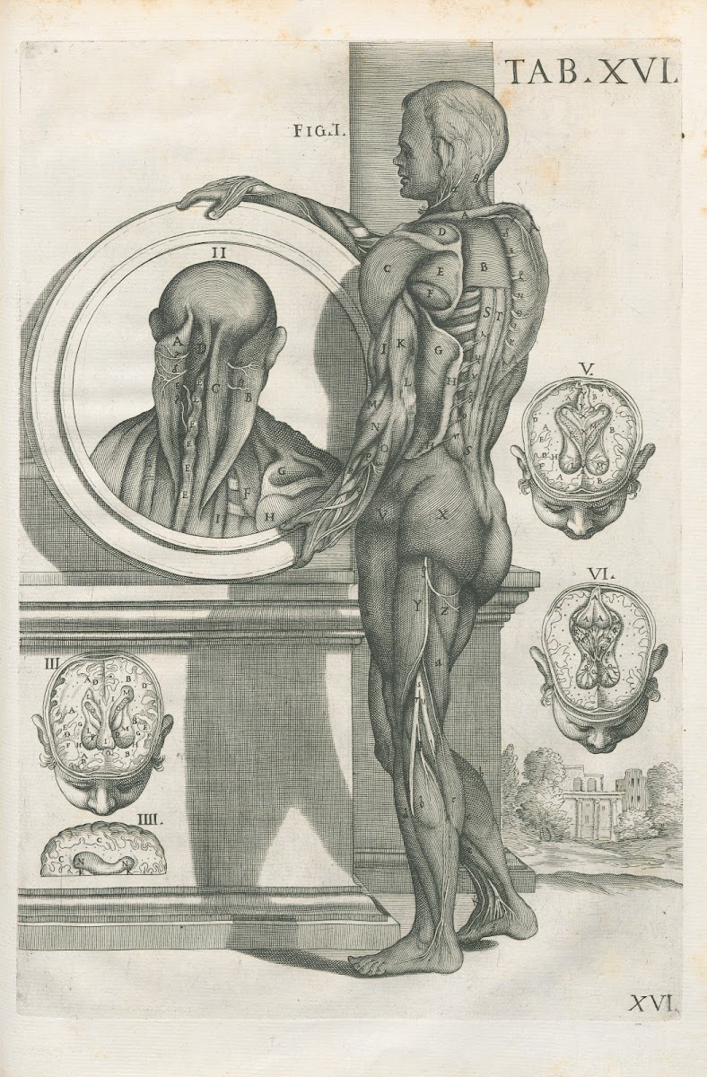Tabulae anatomicae a celeberrimo pictore Petro Berretino Cortonensi Pl16 1741