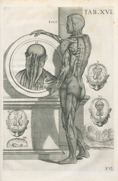 Tabulae anatomicae a celeberrimo pictore Petro Berretino Cortonensi Pl16 1741