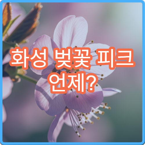 화성 벚꽃 피크 언제? 이번주 방문 타이밍 정확 분석
