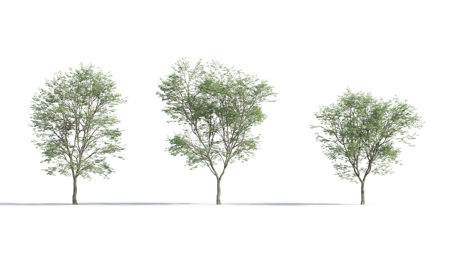 Maxtree - Plant Models Vol.5