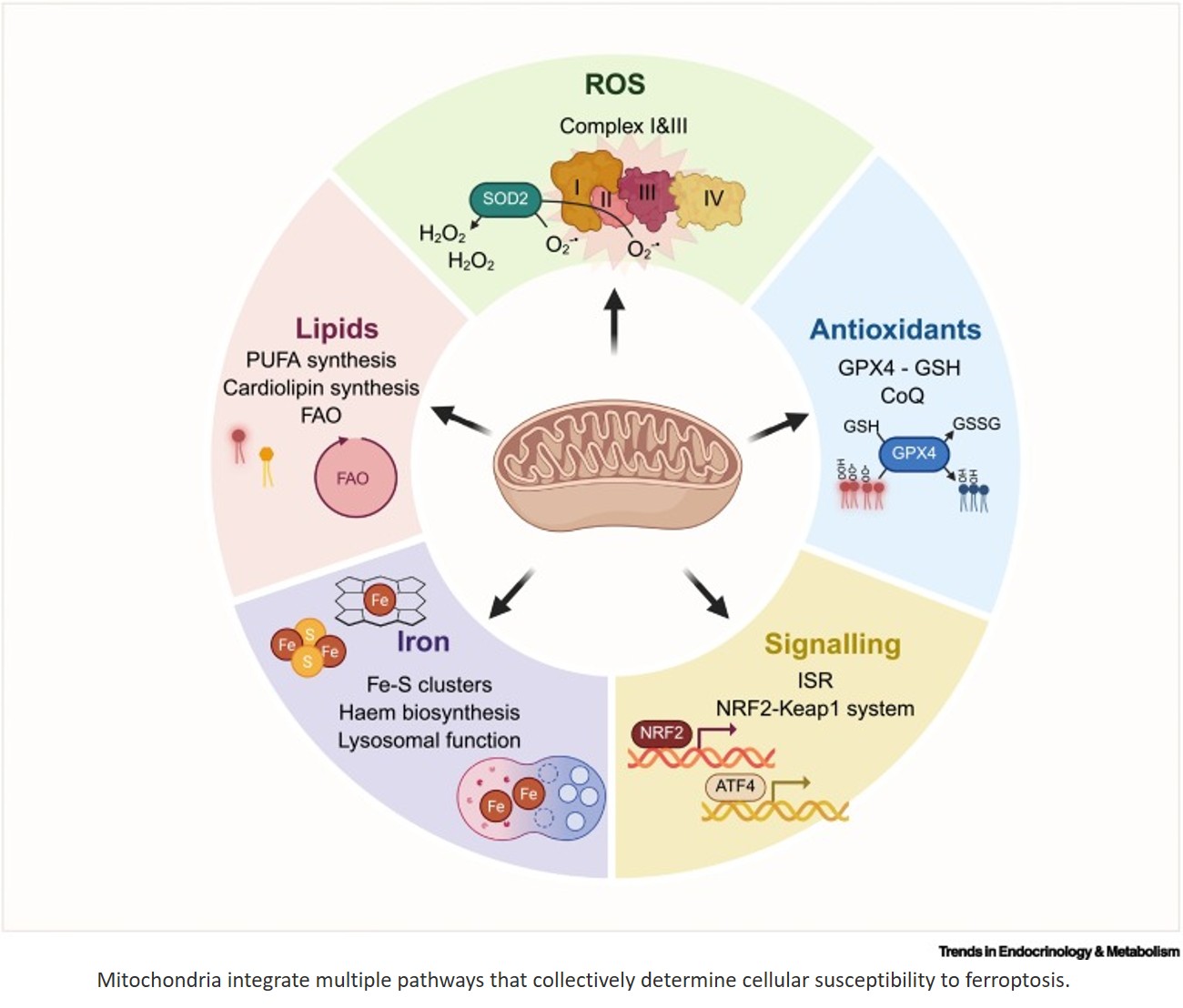 Mitochondria setting the stage for ferroptosis