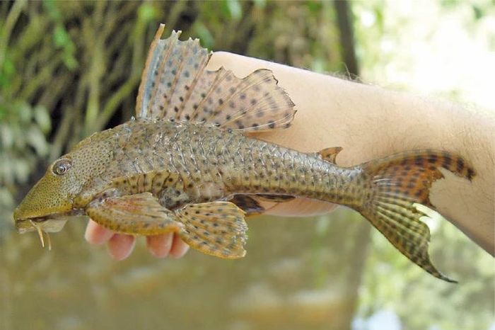 Loài cá có vây cực sắc nhọn, cứng như đinh, đe dọa nhiều loài bản địa - Báo Tri thức &amp; Cuộc sống