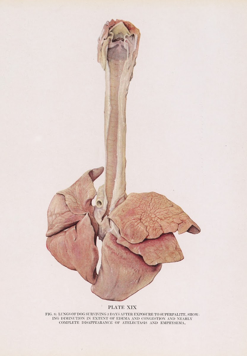 Plate XIX Fig 8 Lungs of dog surviving 5 days after exposure to superpalite show