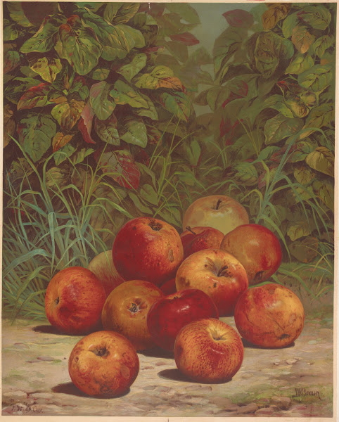 Apples 1868