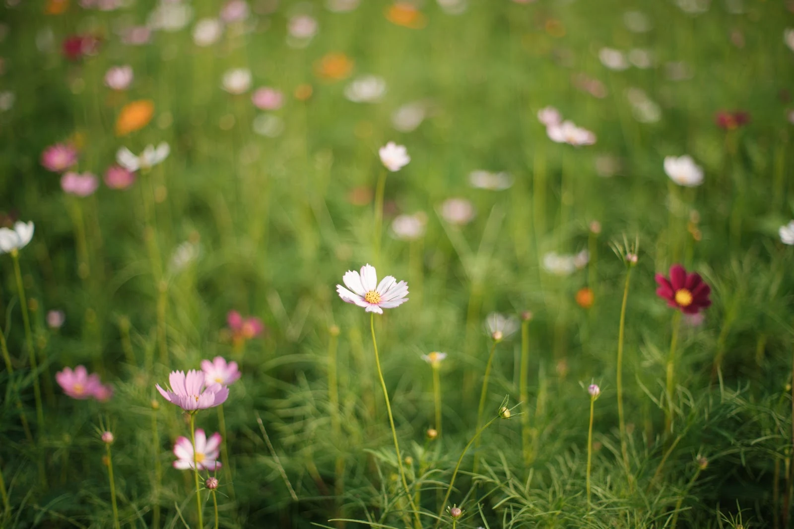 Wild Cosmos Flowers In Field - Nature Photography 8K Wallpaper (7952x5304)