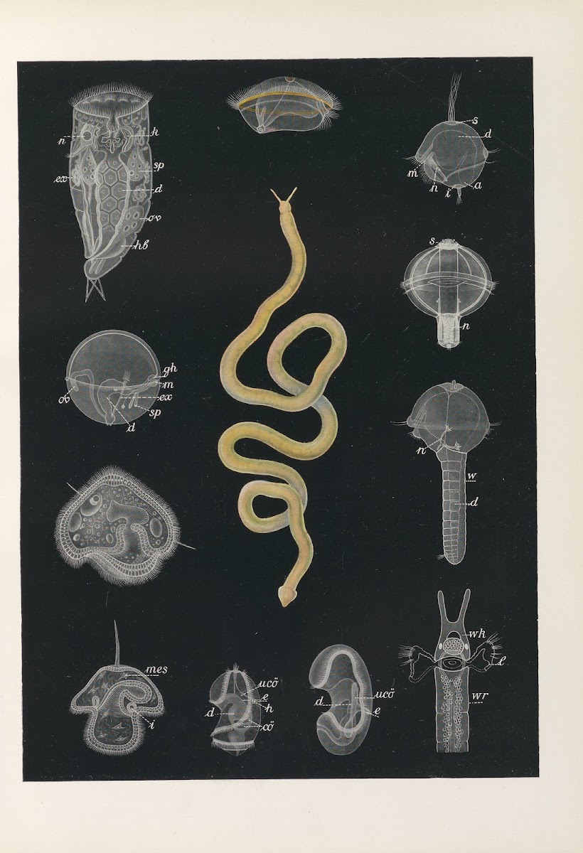 Schnurwürmer und darmatmende Würmer 1909
